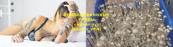 шишки Медвежьегорск